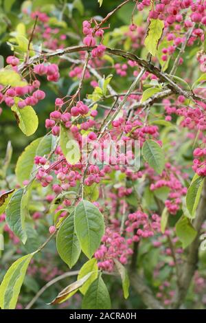 Euonymus phellomanus. Roulement de l'arbre de fusée corky mature vif caractéristique des fruits au début de l'automne. UK Banque D'Images