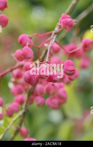 Euonymus phellomanus. Roulement de l'arbre de fusée corky mature vif caractéristique des fruits au début de l'automne. UK Banque D'Images