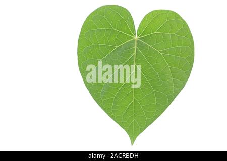 Feuilles en forme de cœur d'une barbotte Banque D'Images