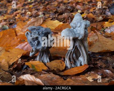 Selle gris ardoise, elfin saddle, helvella lacunosa Banque D'Images