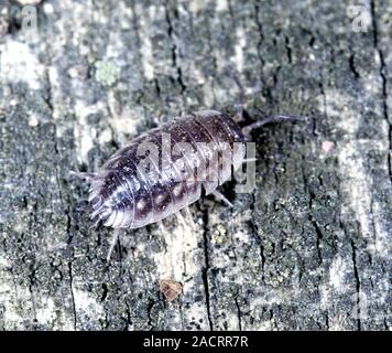 Kellerassel Porcellio scaber,, Banque D'Images