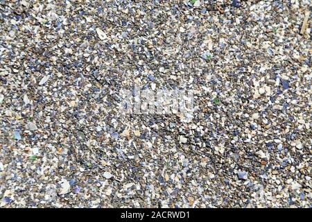 Coquillages et cailloux sur la rive du sea Banque D'Images