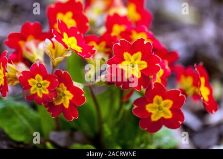 Jardin Primula Pacific Giants Primrosiers, polyanthus rouge Banque D'Images