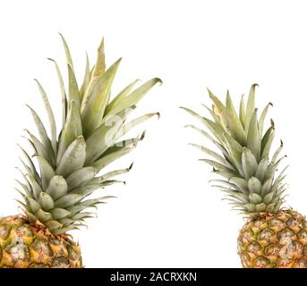 Composé de deux châssis de l'ananas. Banque D'Images