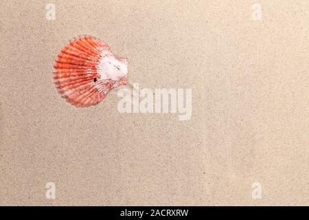 Shell rouge sur un fond de sable. Banque D'Images