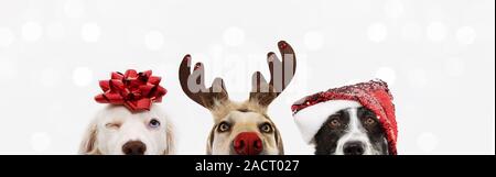 Close-up banner hide trois chiens animal de célébrer noël portant un diadème, bois de renne santa hat et ruban rouge. Isolé sur fond blanc ou gris backg Banque D'Images