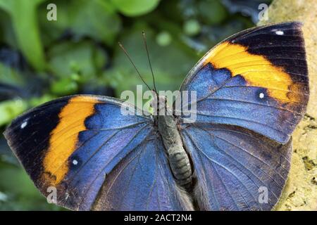 Oakleaf papillon, Kamilla paralekta Banque D'Images