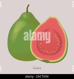 L'été des fruits tropicaux la goyave, les fruits entiers et la moitié. Illustration de Vecteur