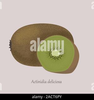 Actinidia deliciosa, fruits entiers et la moitié. Kiwi fruits d'été. Illustration de Vecteur