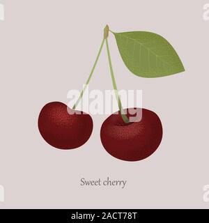 Sweet Cherry avec une feuille sur un fond gris. Illustration de Vecteur