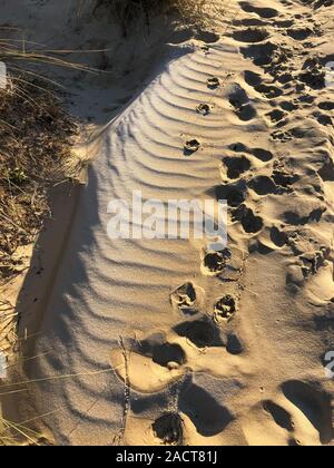 Un froid jour froid sur la plage de Sandbanks 2 décembre 2019 Suzanne Crédit McGowan / Alamy News Banque D'Images