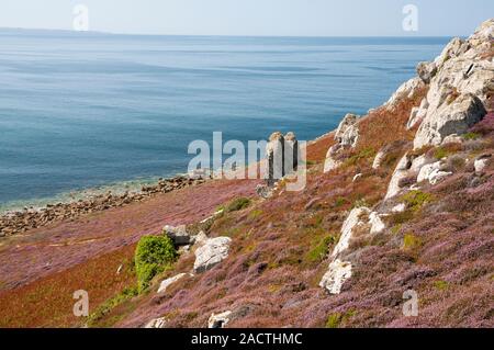 Flora et mer d'Iroise, Cap de la Chevre, Parc National Régional d'Armorique, la presqu'île de Crozon, Finistère (29), Bretagne, France Banque D'Images