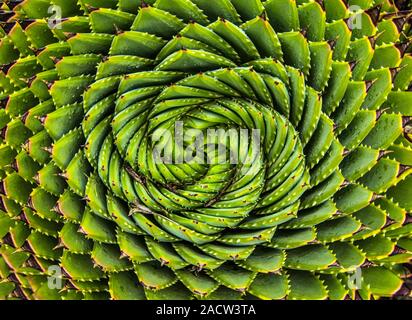 Close-up image de cactus aloe spirale Banque D'Images