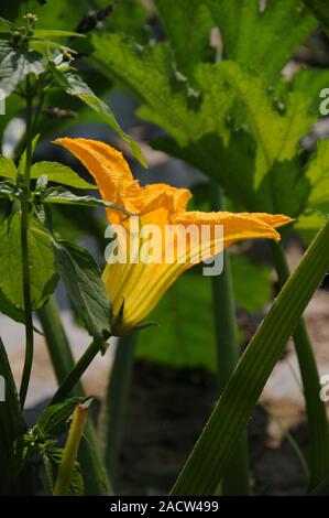 Cucurbita pepo ssp. pepo convar. giromontiina Banque D'Images