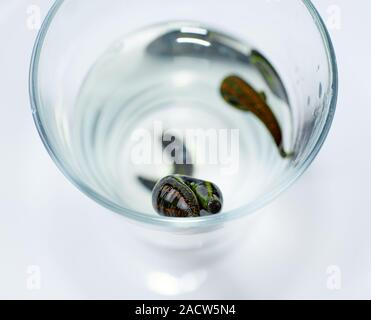 Hirudothérapie. Les sangsues médicale dans l'eau avant traitement Banque D'Images