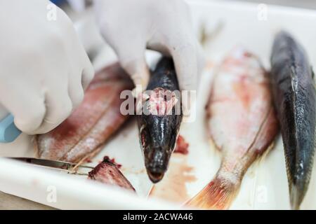 Poisson pour être testé en laboratoire, des ciseaux. Banque D'Images