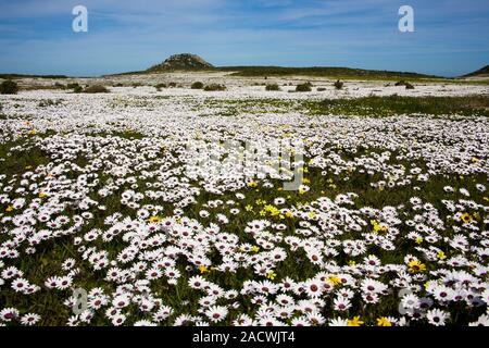 Printemps fleurs sauvages, côte ouest, Afrique du Sud. Le Liège est bien connue pour son royaume floral. Banque D'Images