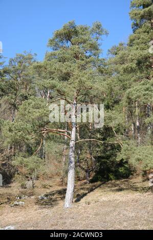 Pinus sylvestris, Waldkiefer, le pin sylvestre Banque D'Images