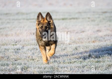 Chiot Berger allemand s'exécutant dans la prairie sur une journée d'hiver enneigée Banque D'Images