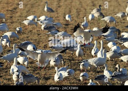 Snow Lake en vol Bosque del Apache Banque D'Images