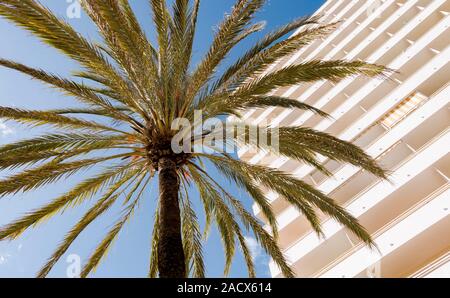 Île des Canaries date Palm, Palm d'ananas, d'en bas, avec façade de l'hôtel derrière, Costa del Sol, Espagne. Banque D'Images