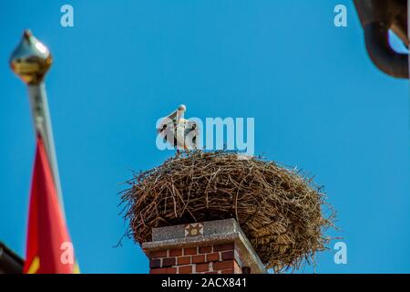 L'Autriche, la rouille. Nid d'une cigogne Banque D'Images