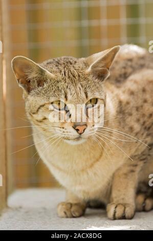 Savannah (Felis catus X Leptailurus serval). Chat domestique hybride et serval. Banque D'Images