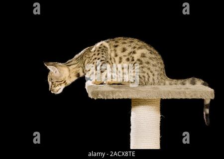 Savannah (Felis catus X Leptailurus serval). Chat domestique hybride et serval. Banque D'Images