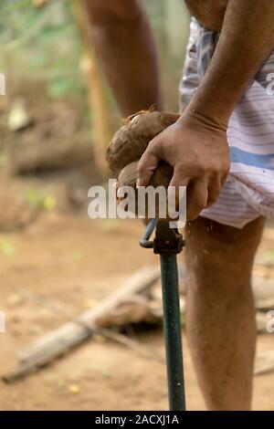 La préparation de l'agriculteur de coco. L'homme ouvrir une noix de coco fraîche par vieux couteau en Inde. Banque D'Images