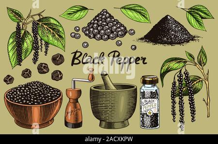 Poivre noir situé dans un style vintage. Mortier et pilon, piment ou poivre de moulin, et les graines, une bande d'épices. Assaisonnement d'herbes pour la cuisine Illustration de Vecteur