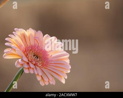 Close up of pink daisy gerber avec fond rose Banque D'Images