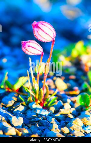 Formes étonnantes de la vie dans le désert de l'Arctique : la taille microscopique Campion fleurit en désert de l'archipel de la Nouvelle-Zemble Banque D'Images