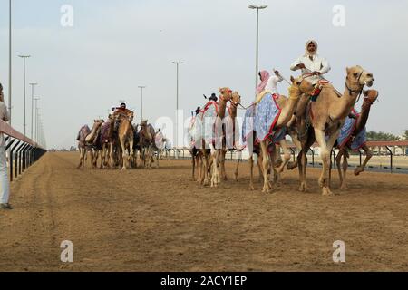 La formation pour les courses de chameaux sur le champ de courses à Al Marmoun près de Dubaï Banque D'Images