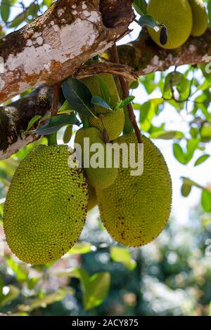 Jacquier (Artocarpus Heterophyllus) Madagascar. Graines mûres et le fruit non mûr sont consommés. jaque est un fruit composé de plusieurs milliers de Banque D'Images