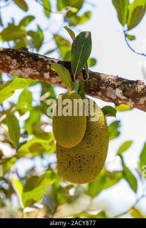 Jacquier (Artocarpus Heterophyllus) Madagascar. Graines mûres et le fruit non mûr sont consommés. jaque est un fruit composé de plusieurs milliers de Banque D'Images