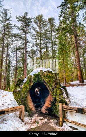 Fallen Monarch arbre dans le Parc National Kings Canyon, Californie Banque D'Images