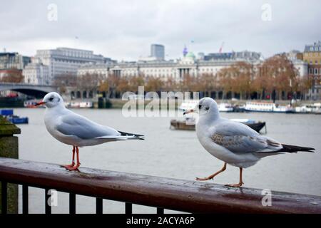 Les goélands à tête noire en plumage d'hiver sur la rive sud de la Tamise. L'un sur la droite est un mineur et son dans son premier plumage d'hiver Banque D'Images