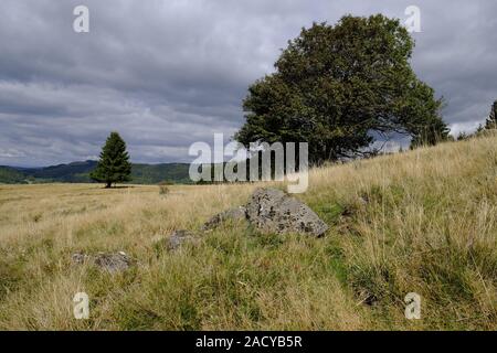 Chardon argenté Carlina acaulis, suis, Arnsberg, Rhön bavaroise, Basse Franconie, Bavière, Allemagne Banque D'Images