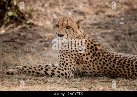 Avec Cheetah dans le Parc National Kruger, Afrique du Sud. Banque D'Images