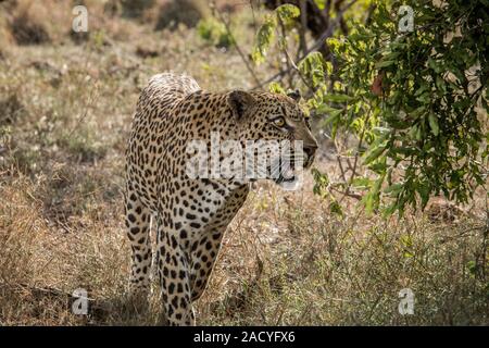 Leopard marche dans le Parc National Kruger, Afrique du Sud. Banque D'Images