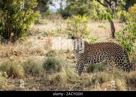 Leopard marche dans le Parc National Kruger, Afrique du Sud. Banque D'Images