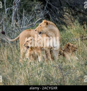 Lionne avec oursons dans le Parc National Kruger Banque D'Images