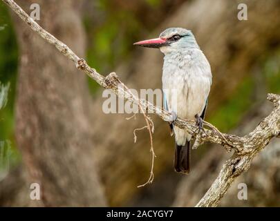 Woodland kingfisher sur une branche dans le Parc National Kruger Banque D'Images