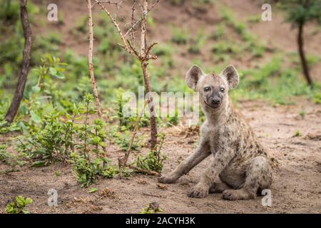 Avec l'hyène tachetée cub dans le Parc National Kruger Banque D'Images