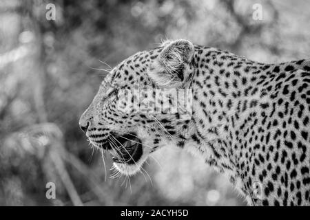 Portrait d'un léopard en noir et blanc dans le Parc National Kruger Banque D'Images