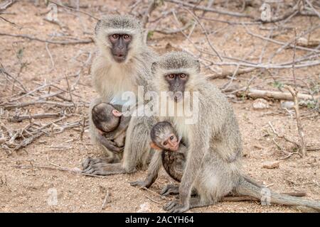 Deux singes vervet avec deux bébés dans le Parc National Kruger Banque D'Images