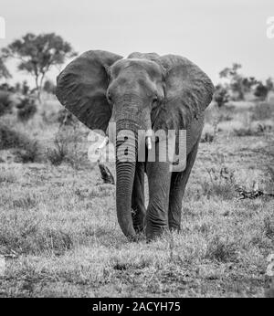 La marche des éléphants vers l'appareil photo en noir et blanc Banque D'Images