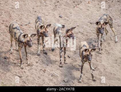 Pack de chiens sauvages d'Afrique dans le Parc National Kruger Banque D'Images