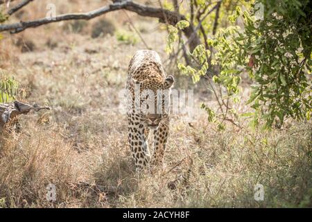 Leopard à marcher en direction de la caméra dans le Parc National Kruger Banque D'Images