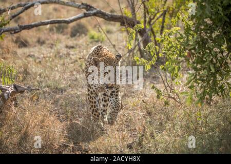 Leopard à marcher en direction de la caméra dans le Parc National Kruger Banque D'Images